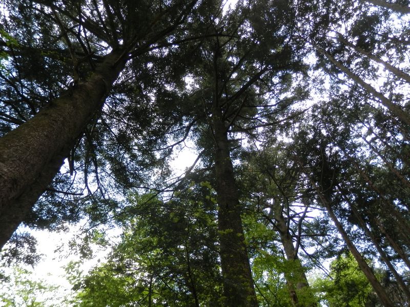 モミの巨樹がたくさん