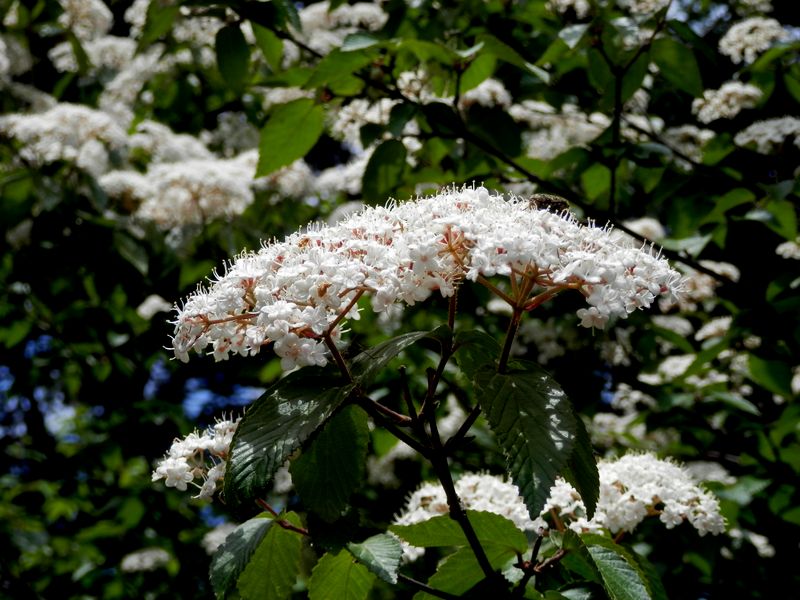 コバノガマズミ