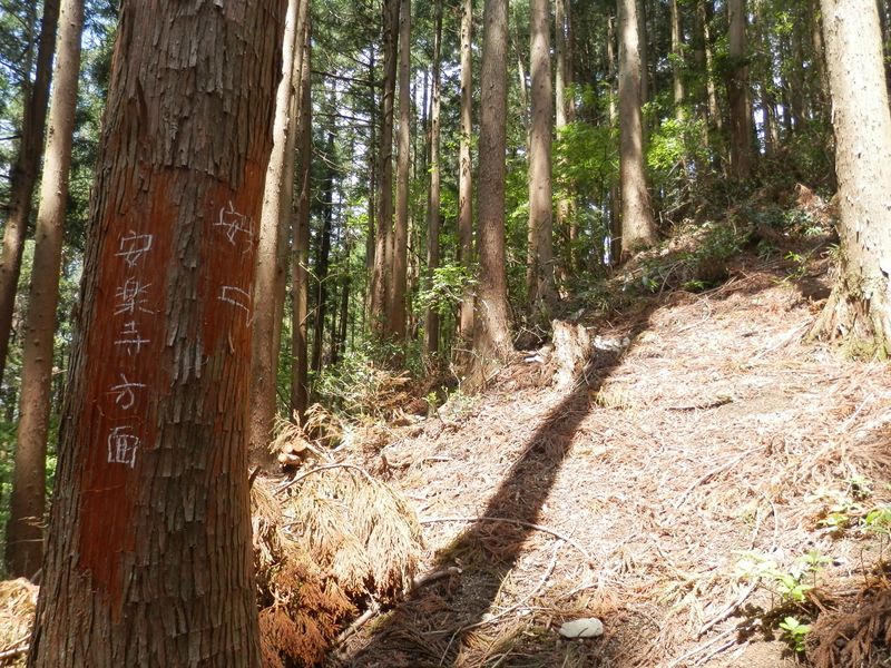安楽な作業道を歩かず、急峻な尾根を登る