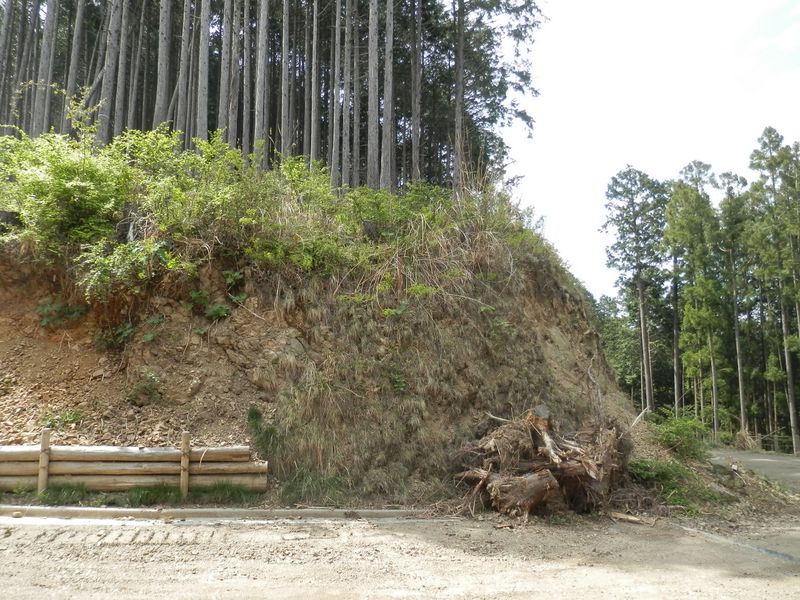 尾根が途切れたので、林道に下りた