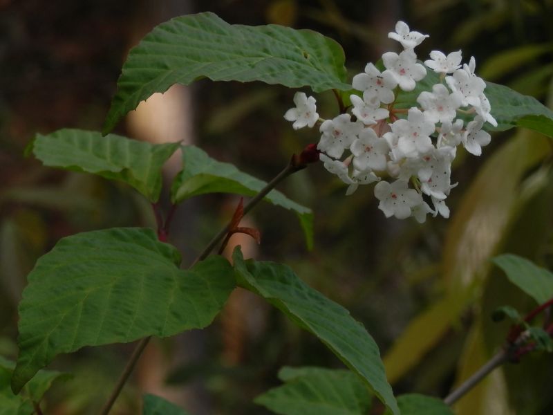 オトコヨウゾメかな？