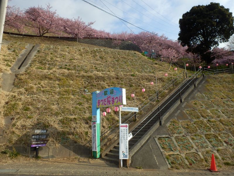 まつだ桜まつり会場入口