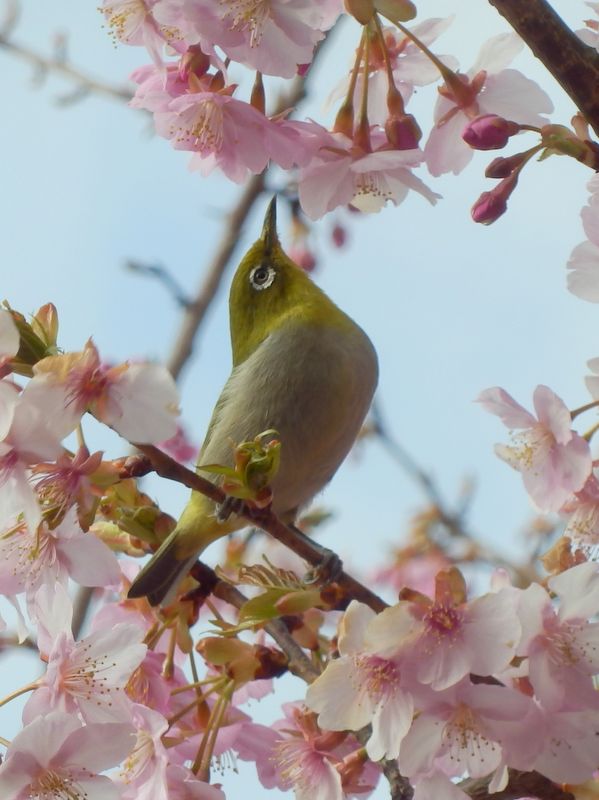 メジロにも春が来た