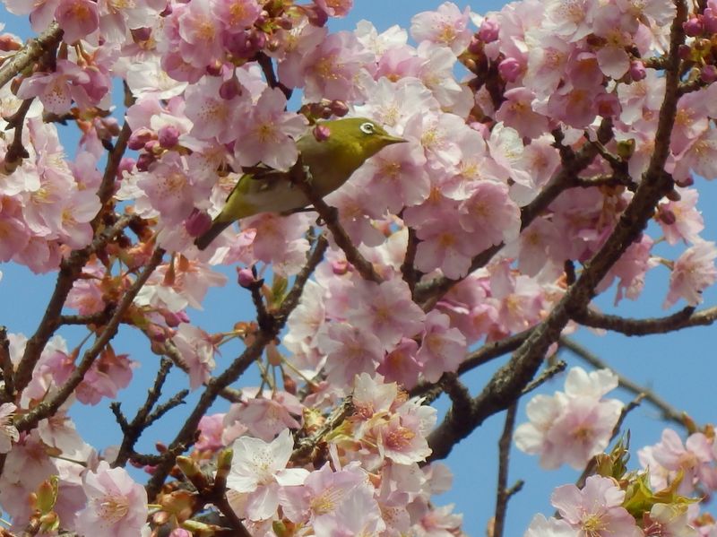 メジロと河津桜
