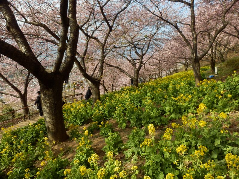 河津桜の遊歩道