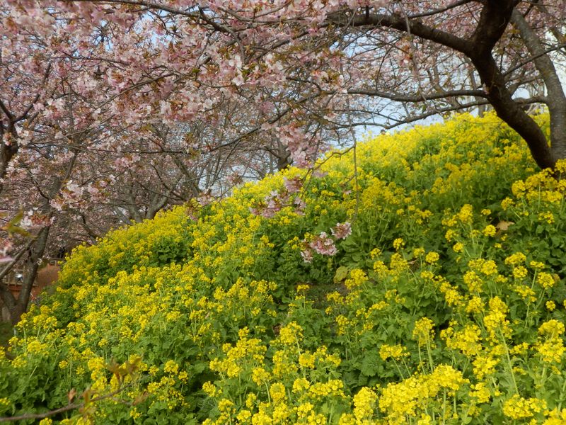 桜と菜の花が輝く
