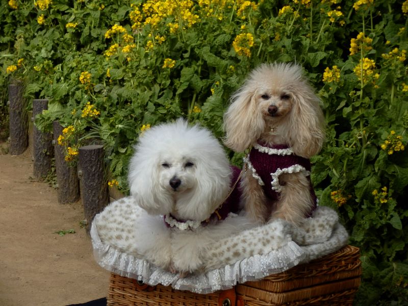 おりこうワンちゃん、2匹