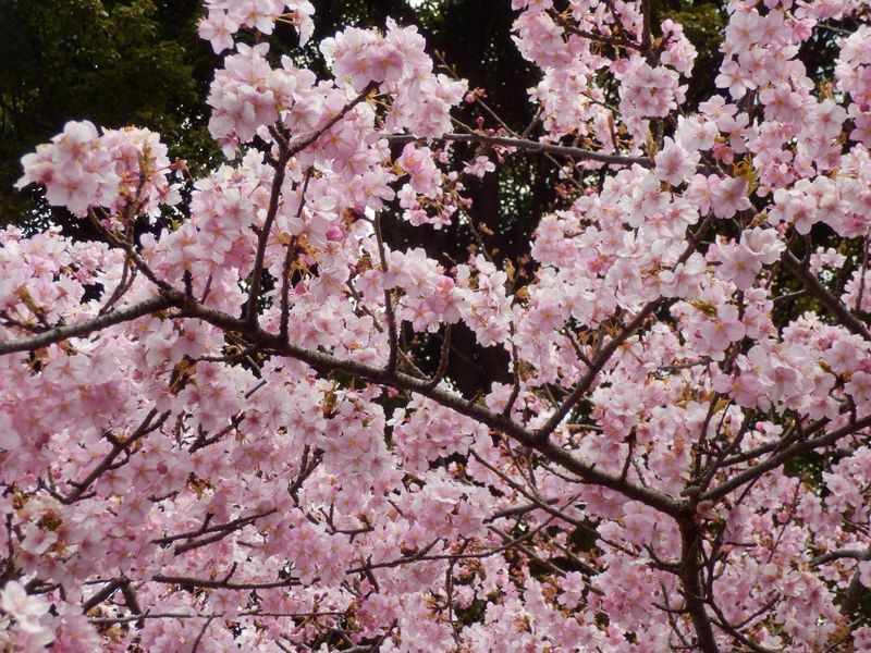 河津桜にお腹いっぱい