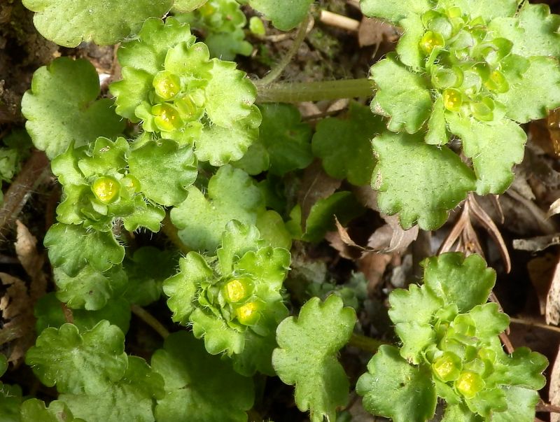 ヤマネコノメソウ