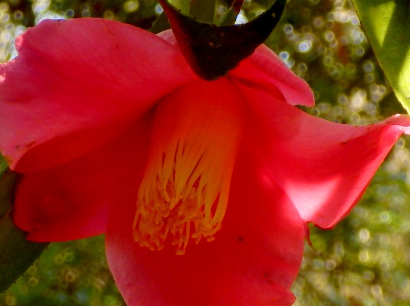 真っ赤なヤブツバキ