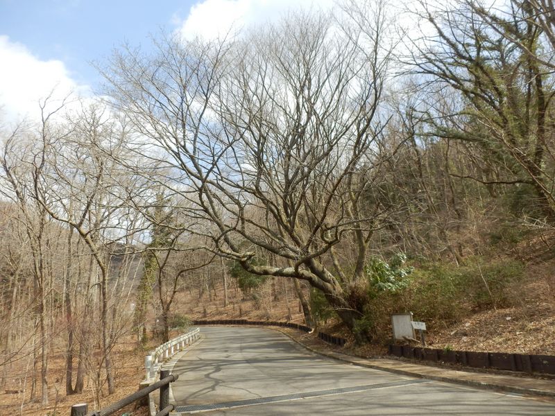 都夫良野頼朝桜