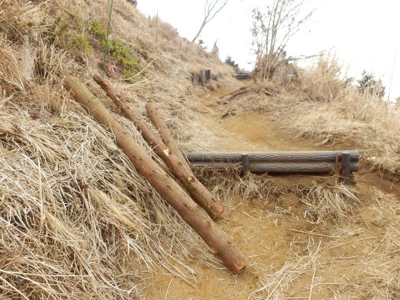 擬木と本物の木