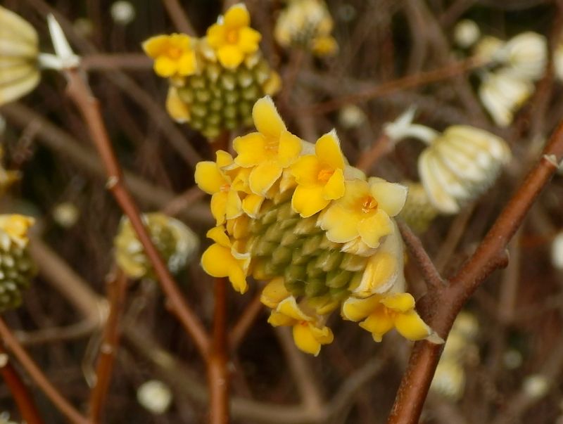 ミツマタの咲き始め