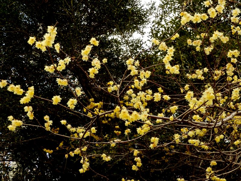 まだ見ごろのロウバイ