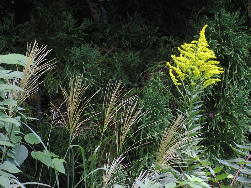 ススキとセイタカアワダチソウ