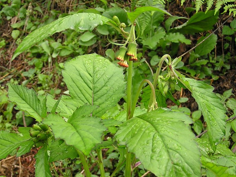 ベニバナボロギク