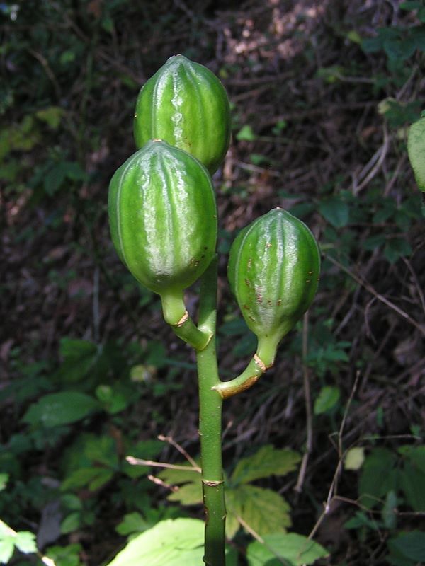 ウバユリの実かなあ