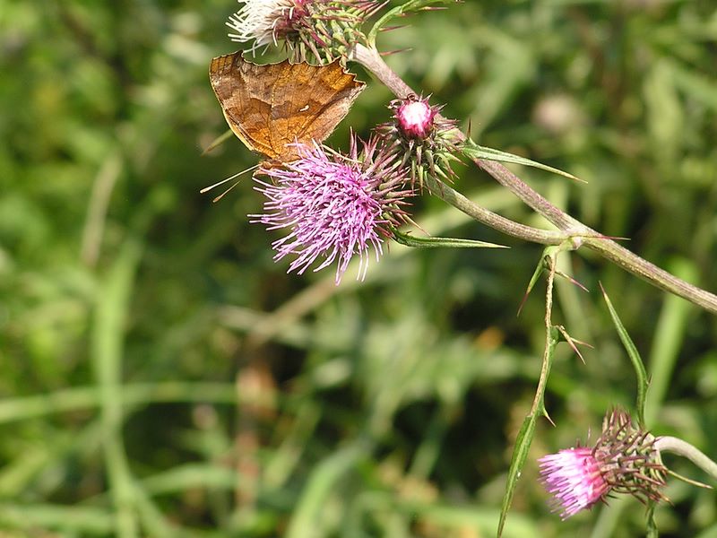 キタテハとトネアザミ