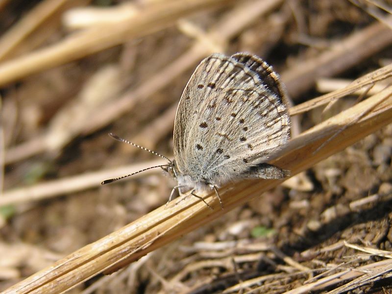 ヤマトシジミはとても小さい蝶