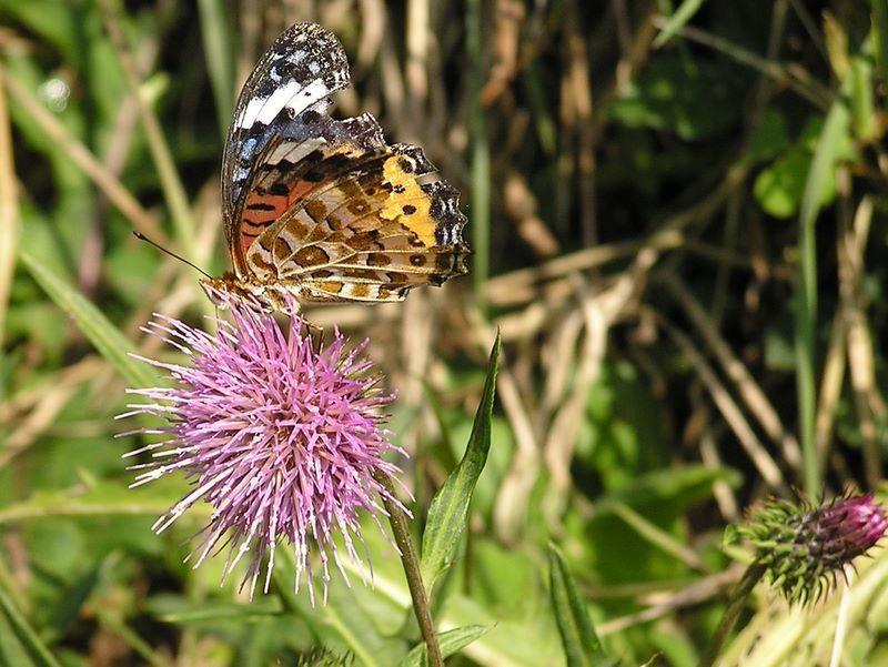 ツマグロヒョウモンとトネアザミ