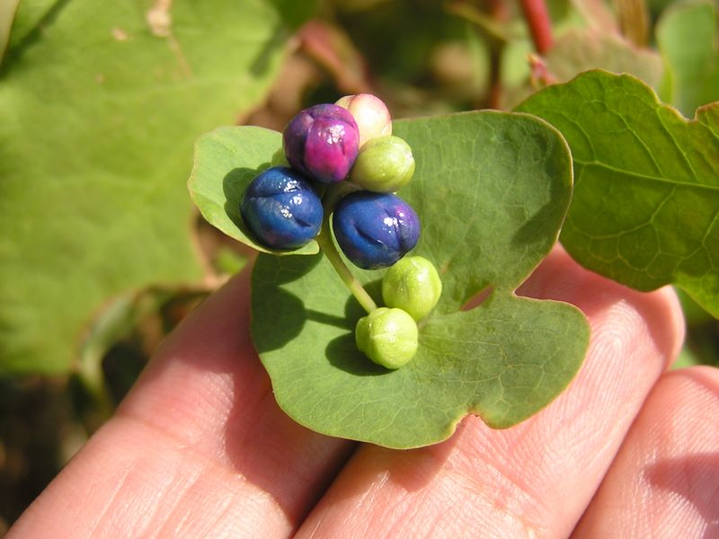 イシミカワの果実