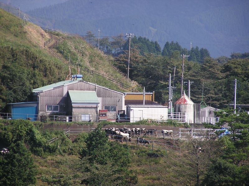 まきば館と牛たち