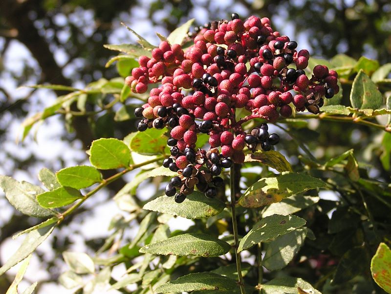 サンショウの実