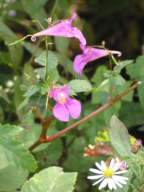 大野山 -- ツリフネソウ