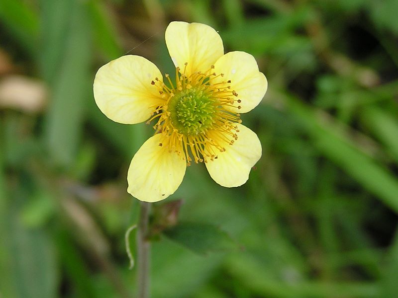 ウマノアシガタ