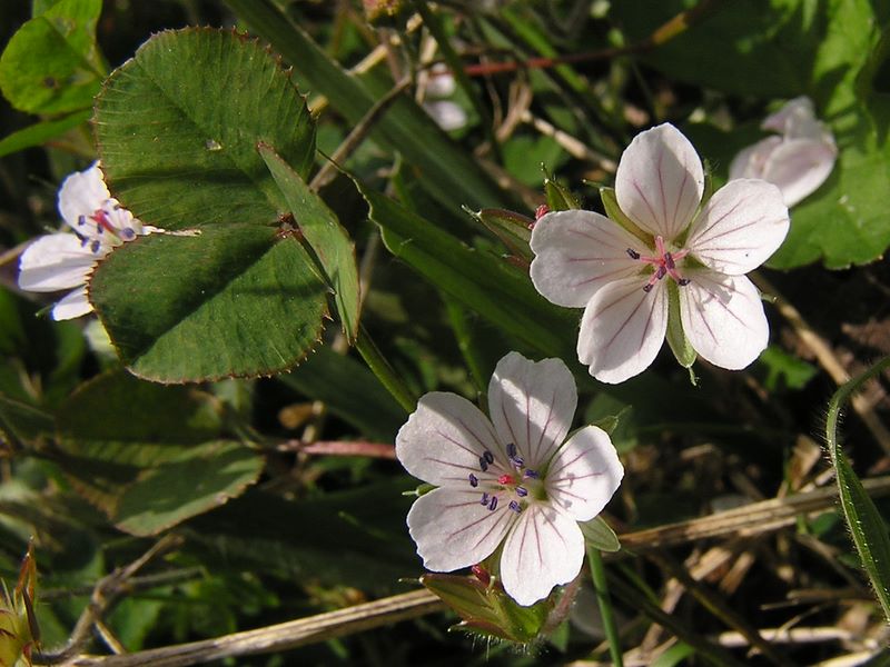 ゲンノショウコ