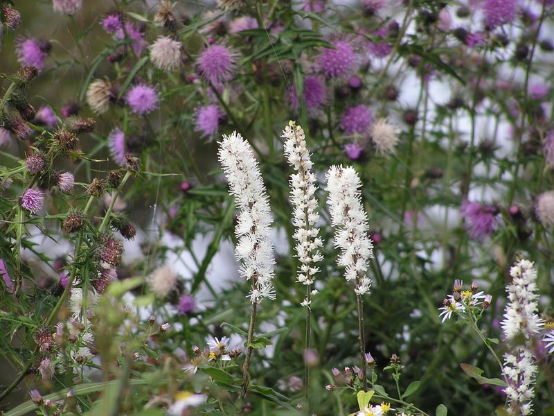 サラシナショウマ、トネアザミほか