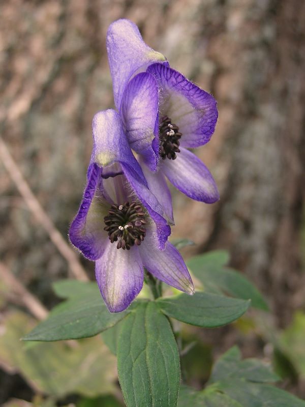 ヤマトリカブト