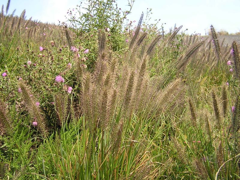 大野山 -- たぶん牧草