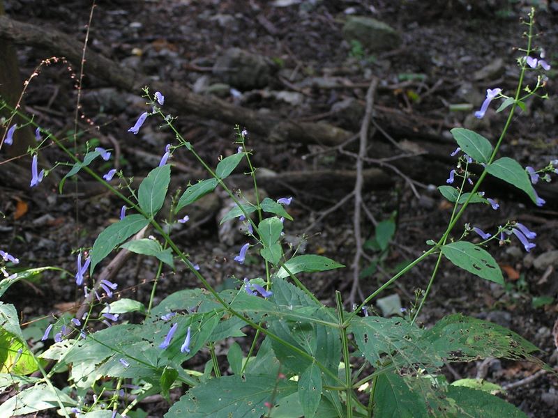 セキヤノアキチョウジ