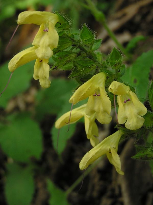 キバナアキギリ