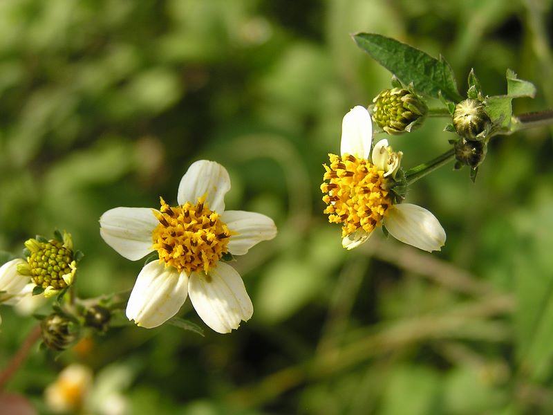 コシロノセンダングサ