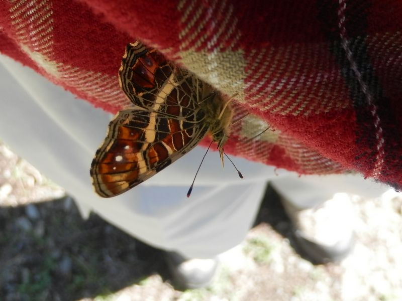 サカハチチョウ