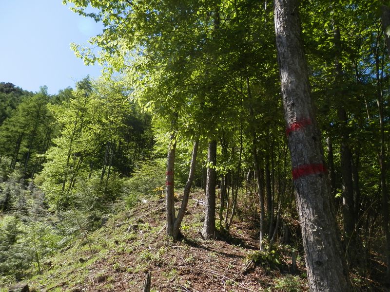 赤ペンキを辿ってみる