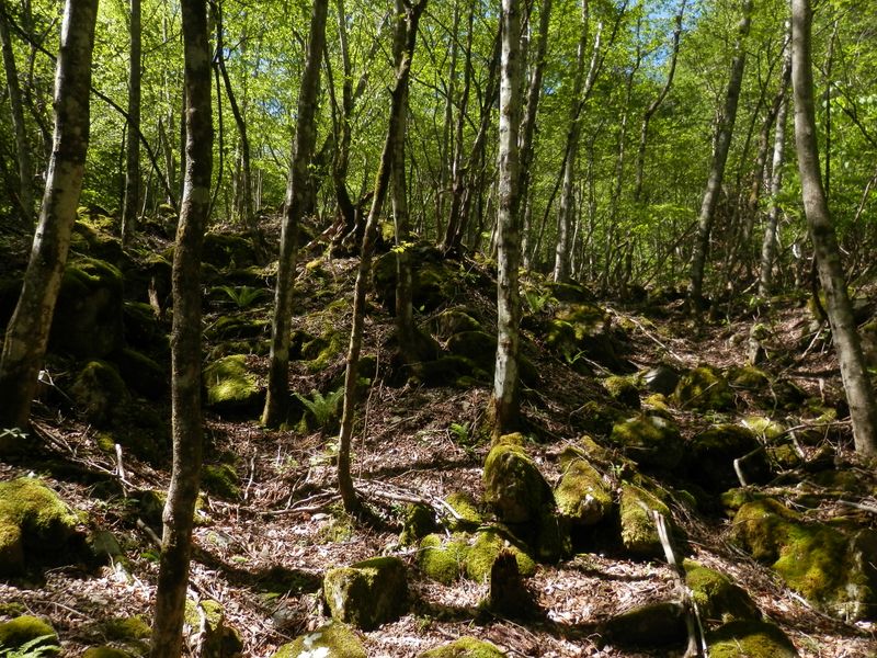 素敵なロックガーデン