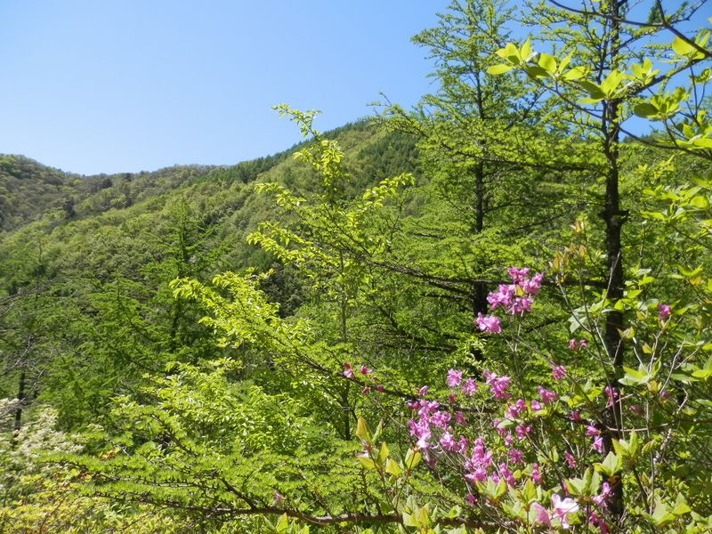 カラマツの新緑が輝く
