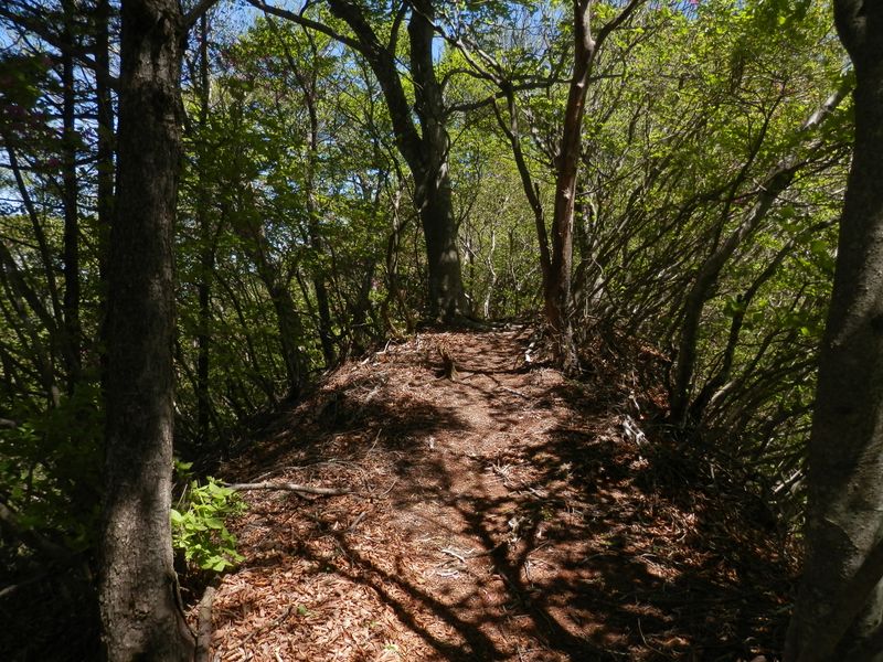 やっと縦走路に乗れた