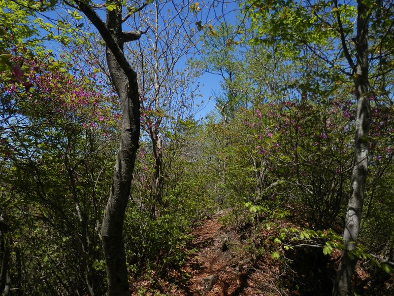 ミツバツツジロード