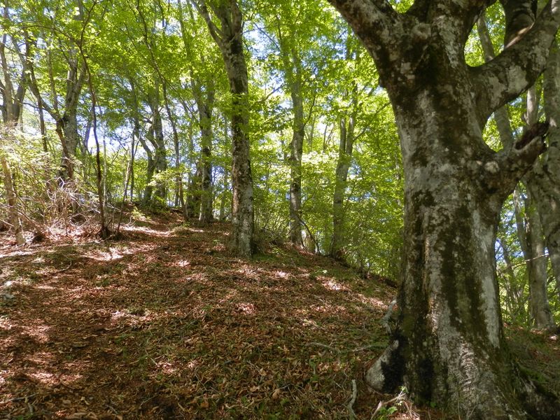 この辺りはブナ林