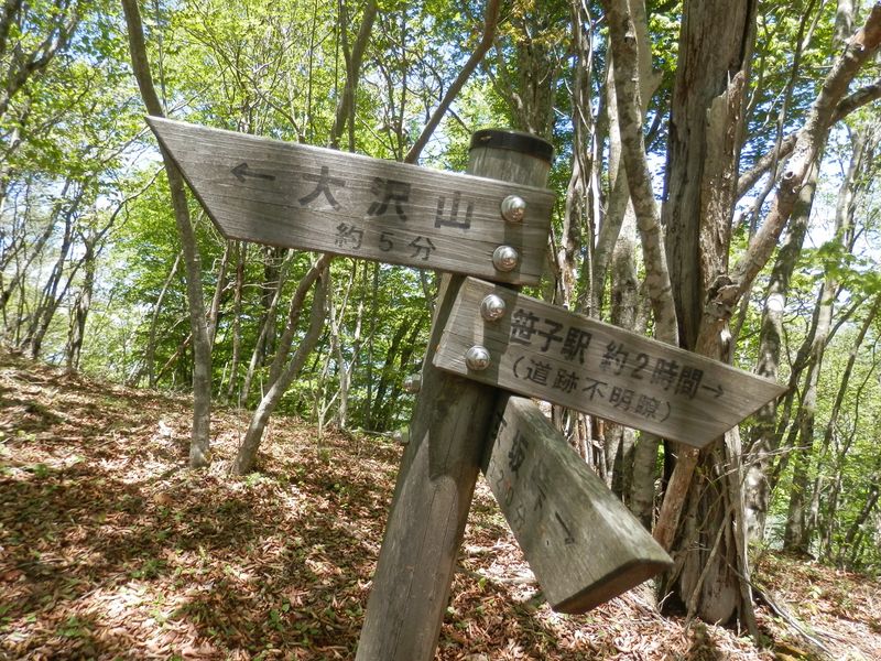 大沢山北東尾根は、道跡不明瞭と書いてある