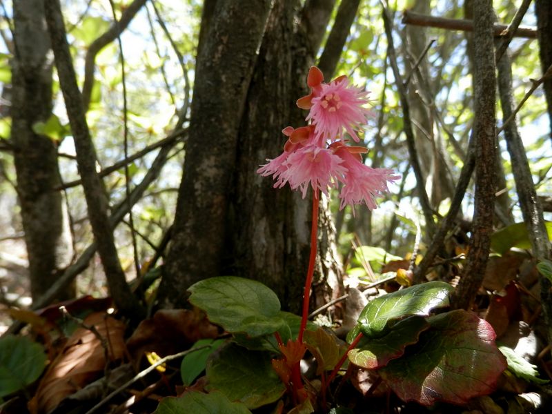 ベニバナヒメイワカガミ(1)