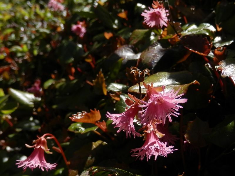 ベニバナヒメイワカガミ(2)