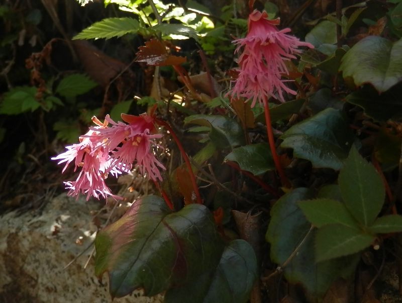 ベニバナヒメイワカガミ(3)