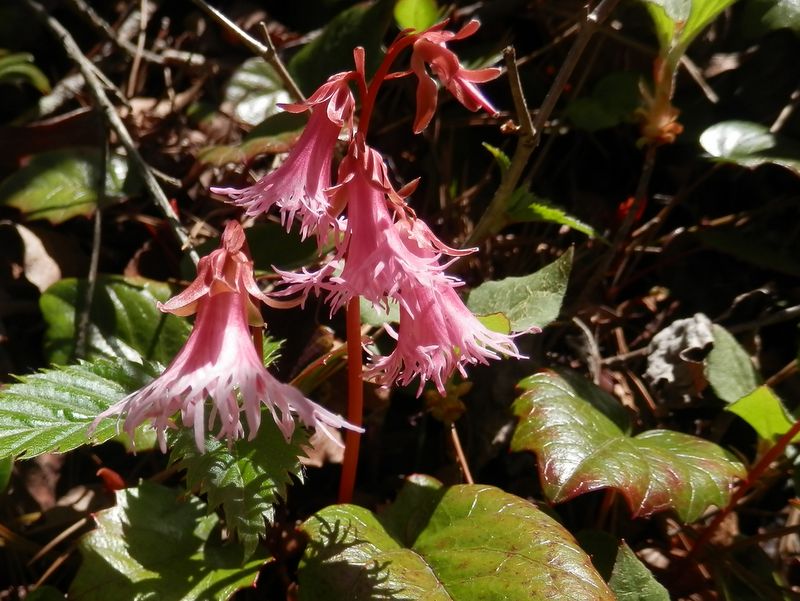 ベニバナヒメイワカガミ(4)