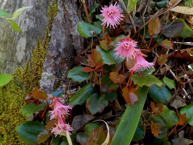 ベニバナヒメイワカガミ(5)