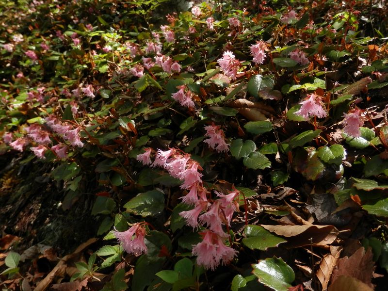 ベニバナヒメイワカガミ(6)